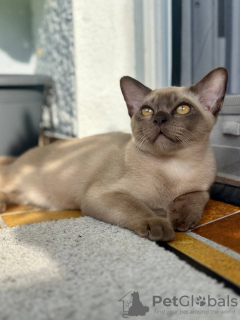 Foto №4. Ich werde verkaufen birma-katze in der Stadt Bad Kreuznach. züchter - preis - 650€