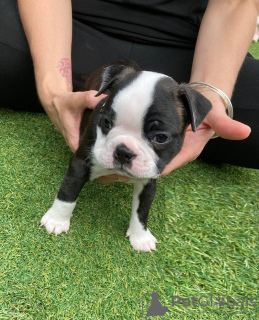 Foto №1. boston terrier - zum Verkauf in der Stadt Bamberg | Frei | Ankündigung № 117791