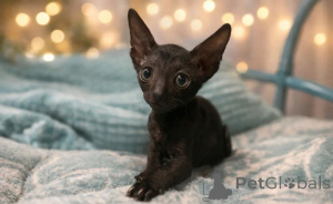 Foto №1. cornish rex - zum Verkauf in der Stadt Bönningstedt | 350€ | Ankündigung № 177533