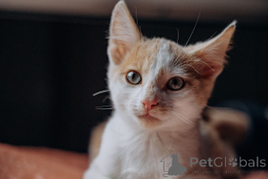 Foto №4. Ich werde verkaufen  in der Stadt Moskwa. quotient 	ankündigung - preis - Frei