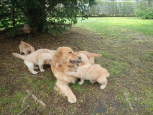Foto №3. Goldener Bündel von ihr, vorbredete Golden Retriever Puppen vor Verkauf!. Großbritannien