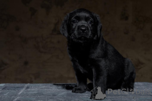 Foto №2 zu Ankündigung № 43500 zu verkaufen labrador retriever - einkaufen Russische Föderation vom kindergarten, züchter