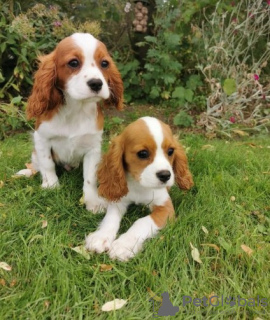 Foto №1. cavalier king charles spaniel - zum Verkauf in der Stadt Stockholm | 237€ | Ankündigung № 117976