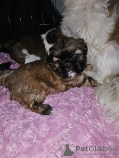 Foto №1. shih tzu - zum Verkauf in der Stadt Clermont | 246€ | Ankündigung № 82238