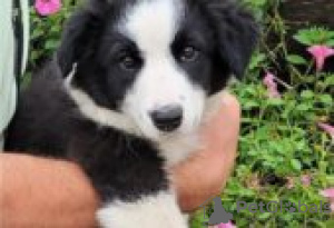 Foto №2 zu Ankündigung № 128836 zu verkaufen australian shepherd - einkaufen Finnland züchter