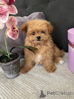 Foto №2 zu Ankündigung № 135182 zu verkaufen pommersche spitz - einkaufen Deutschland quotient 	ankündigung, vom kindergarten, züchter