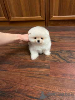 Foto №2 zu Ankündigung № 139176 zu verkaufen pommersche spitz - einkaufen Deutschland quotient 	ankündigung