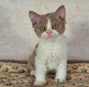 Foto №1. selkirk rex shorthair - zum Verkauf in der Stadt Hattingen | 350€ | Ankündigung № 177644
