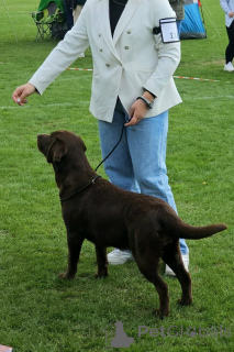 Foto №4. Ich werde verkaufen labrador retriever in der Stadt Helsinki. quotient 	ankündigung - preis - Frei
