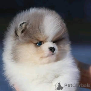 Foto №3. Toilette ausgebildete Teetasse Pommerianer. Spanien