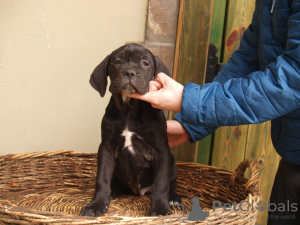 Foto №2 zu Ankündigung № 38314 zu verkaufen mischlingshund - einkaufen Serbien quotient 	ankündigung