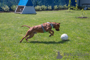 Foto №3. Der freundlichste, sonnige Pitbull Iskander sucht ein Zuhause!. Russische Föderation