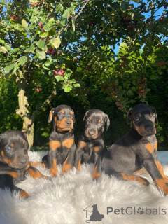 Foto №2 zu Ankündigung № 160199 zu verkaufen dobermann - einkaufen Deutschland quotient 	ankündigung