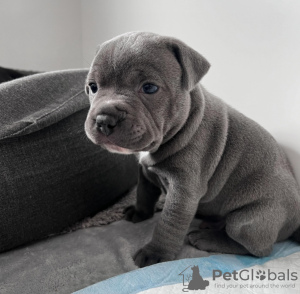 Foto №2 zu Ankündigung № 117643 zu verkaufen american pit bull terrier - einkaufen Russische Föderation quotient 	ankündigung