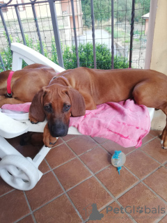 Zusätzliche Fotos: Rhodesian Ridgeback Welpen zu verkaufen