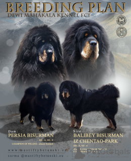 Zusätzliche Fotos: Tibetanischer Mastiff, blaue und braune Hunde