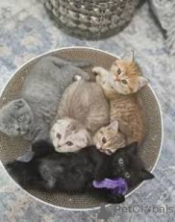 Foto №1. schottische faltohrkatze - zum Verkauf in der Stadt Marseille | 500€ | Ankündigung № 165926