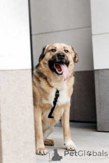Foto №2 zu Ankündigung № 154082 zu verkaufen mischlingshund - einkaufen Russische Föderation 