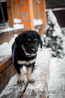 Zusätzliche Fotos: Welpen Khotosho (Buryat Dog) Zwinger Heritage of Buryatia