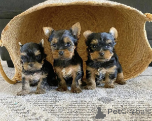 Foto №1.  - zum Verkauf in der Stadt Avsallar | verhandelt | Ankündigung № 161740