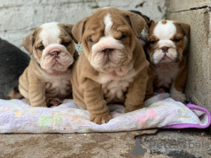 Zusätzliche Fotos: Abstammung männlicher und weiblicher englischer Bulldoggenwelpen zu verkaufen