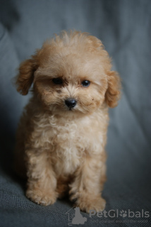 Foto №3. Luxuriöser Junge Maltipoo Micro Mini, Tikap. Deutschland