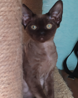 Foto №3. Devon-Rex zu verkaufen. Kasachstan