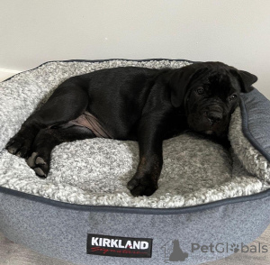 Foto №2 zu Ankündigung № 110010 zu verkaufen cane corso italiano - einkaufen USA züchter