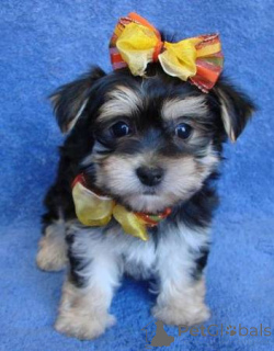 Foto №3. Yorkshire Terrier Welpen WhatsApp 64 9-889 4165. Schweiz