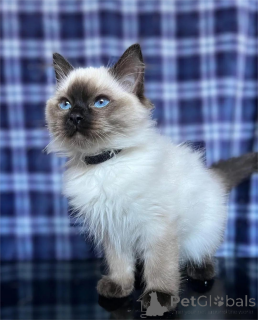 Foto №2 zu Ankündigung № 155439 zu verkaufen ragdoll-katze - einkaufen Finnland 