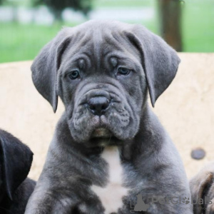 Foto №4. Ich werde verkaufen cane corso italiano in der Stadt München. quotient 	ankündigung - preis - Frei