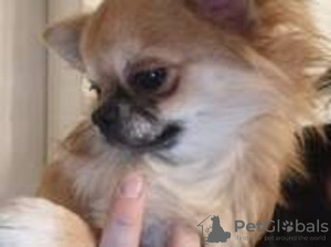 Zusätzliche Fotos: Ich werde einen Chihuahua des erwachsenen Jungen verkaufen