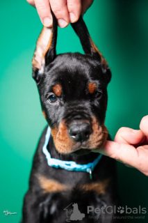 Foto №1. dobermann - zum Verkauf in der Stadt Belgrad | verhandelt | Ankündigung № 125077