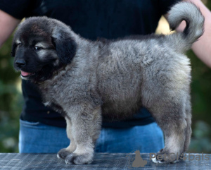 Foto №3. Kaukasische Schäferhundwelpen. Bosnien und Herzegowina