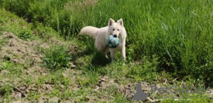 Foto №3. Weißer Schweizer Schäferhund. Russische Föderation