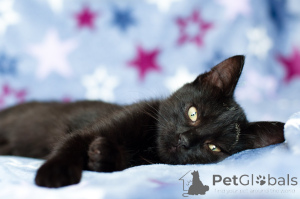 Foto №3. Schönheit Leila. Weißrussland