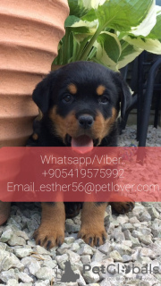 Foto №1. rottweiler - zum Verkauf in der Stadt Wolgograd | 426€ | Ankündigung № 107025