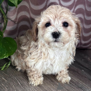 Foto №2 zu Ankündigung № 165201 zu verkaufen maltipu - einkaufen Belgien züchter