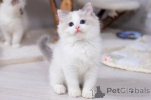Foto №1. ragdoll-katze - zum Verkauf in der Stadt Washington | 630€ | Ankündigung № 178259
