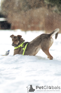 Zusätzliche Fotos: Der kluge und freundliche Hund Sam sucht ein Zuhause! In guten Händen