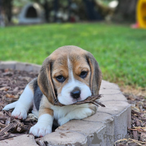 Zusätzliche Fotos: Beagle-Welpen gesucht