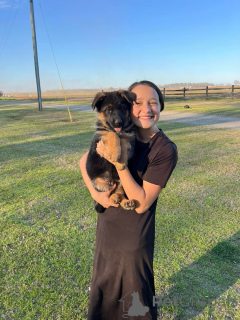 Foto №3. Gesunde süße entzückende deutsche Schäferhund Welpen jetzt zum Verkauf. Deutschland