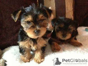 Foto №2 zu Ankündigung № 54799 zu verkaufen yorkshire terrier - einkaufen Finnland züchter