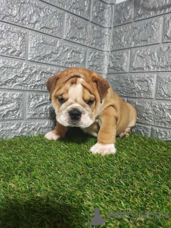 Foto №2 zu Ankündigung № 114655 zu verkaufen englische bulldogge - einkaufen Serbien züchter