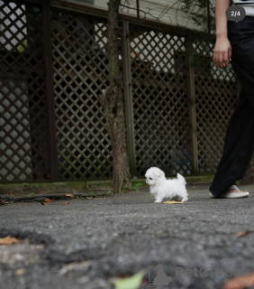 Foto №4. Ich werde verkaufen malteser in der Stadt Berlin. züchter - preis - 650€