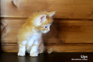 Zusätzliche Fotos: Maine Coon Kätzchen roter Marmor Junge