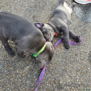 Foto №4. Ich werde verkaufen staffordshire bull terrier in der Stadt Arrondissement de Berchtesgaden-Campagne. quotient 	ankündigung - preis - 380€