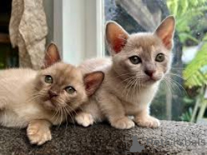 Foto №2 zu Ankündigung № 164818 zu verkaufen burma-katze - einkaufen Finnland quotient 	ankündigung, züchter