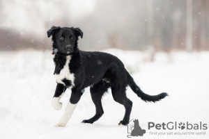 Foto №1. mischlingshund - zum Verkauf in der Stadt Москва | Frei | Ankündigung № 33352