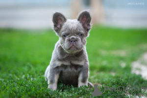 Foto №1.  - zum Verkauf in der Stadt Батуми | 1169€ | Ankündigung № 143403